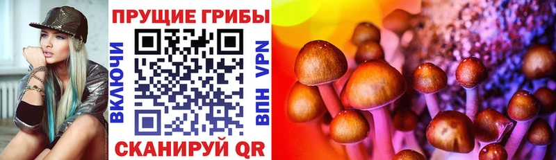 Галлюциногенные грибы Psilocybe  площадка формула  Тайга 